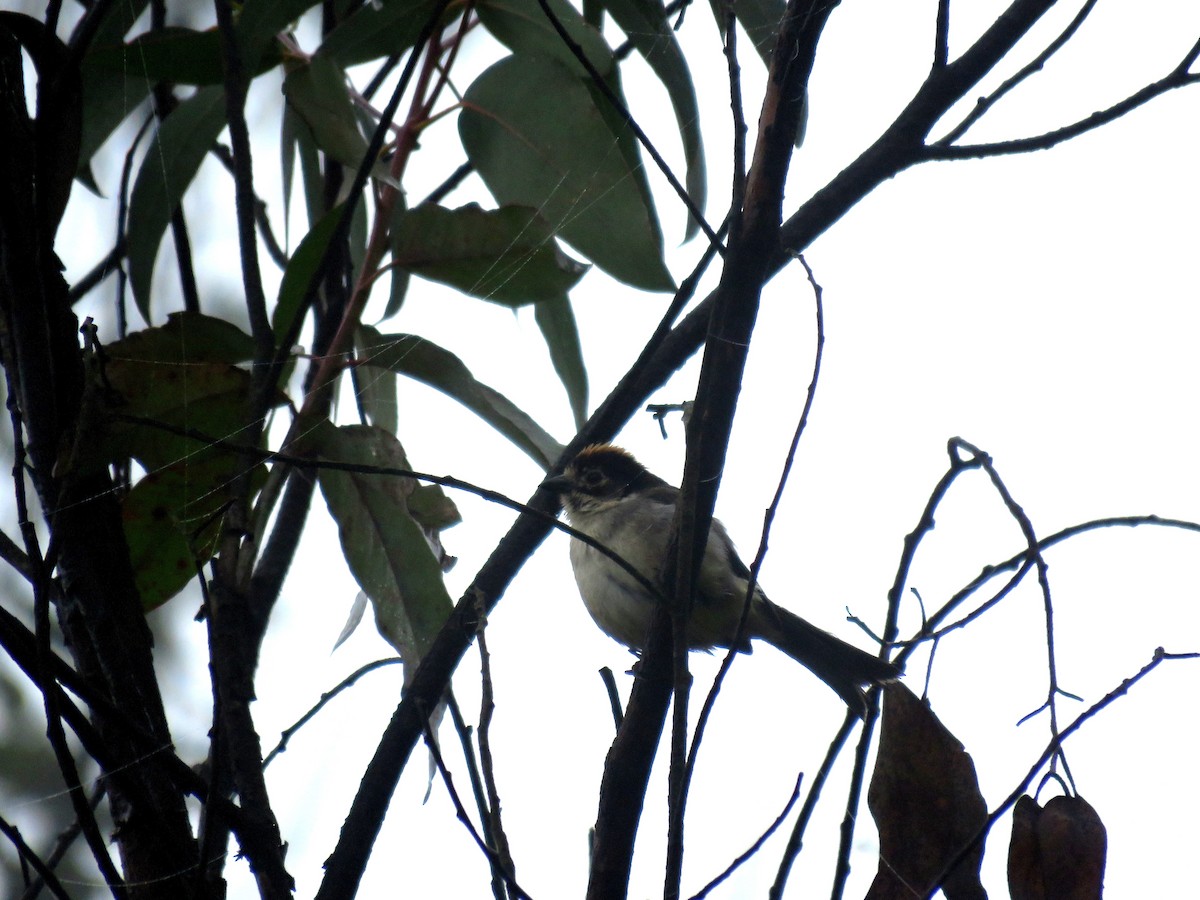 White-winged Brushfinch - Fernando Angulo - CORBIDI