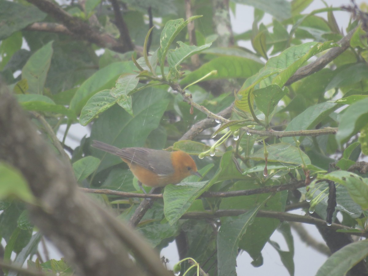 Rufous-chested Tanager - ML220400131