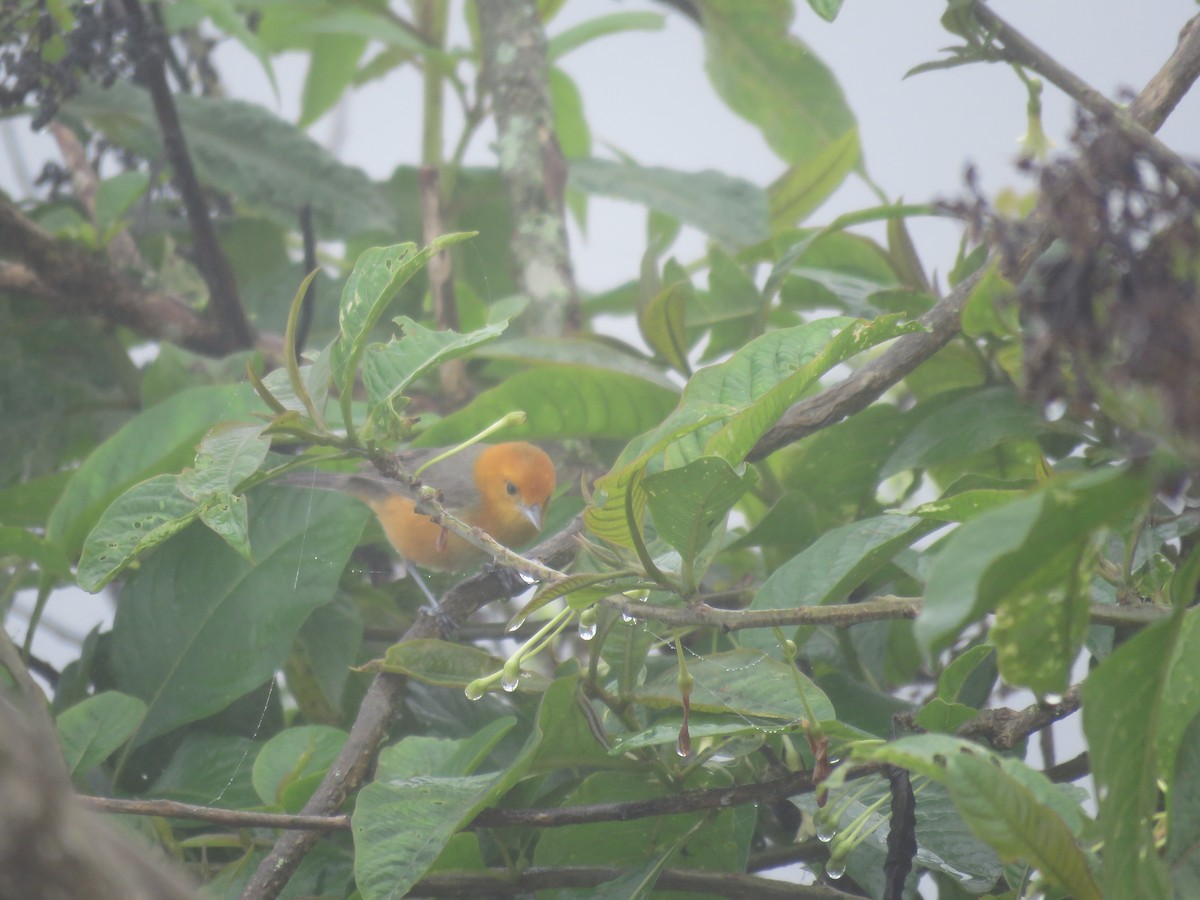 Rufous-chested Tanager - ML220400141