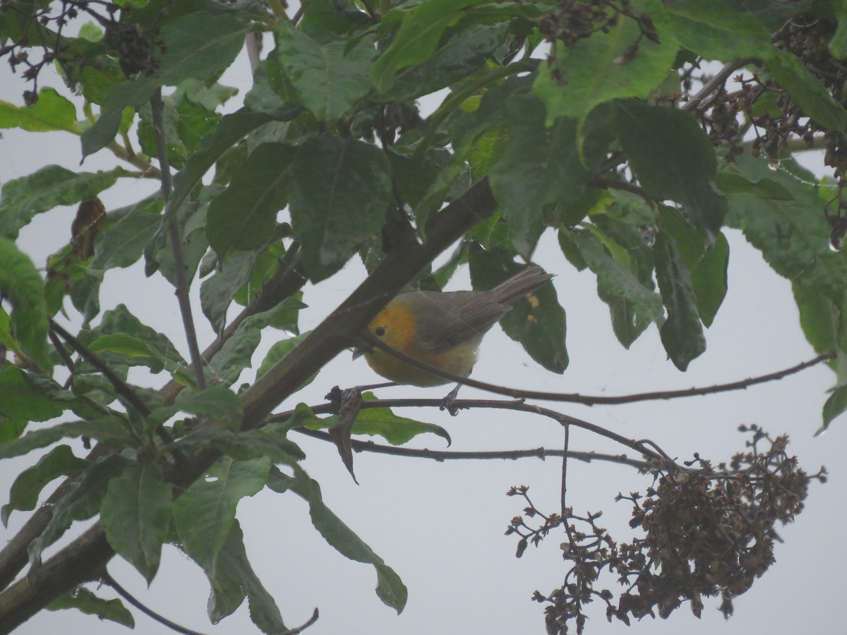 Rufous-chested Tanager - ML220400231