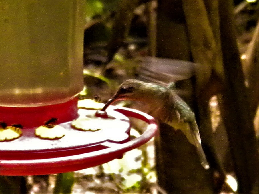 Rufous-breasted Hermit - ML220405281