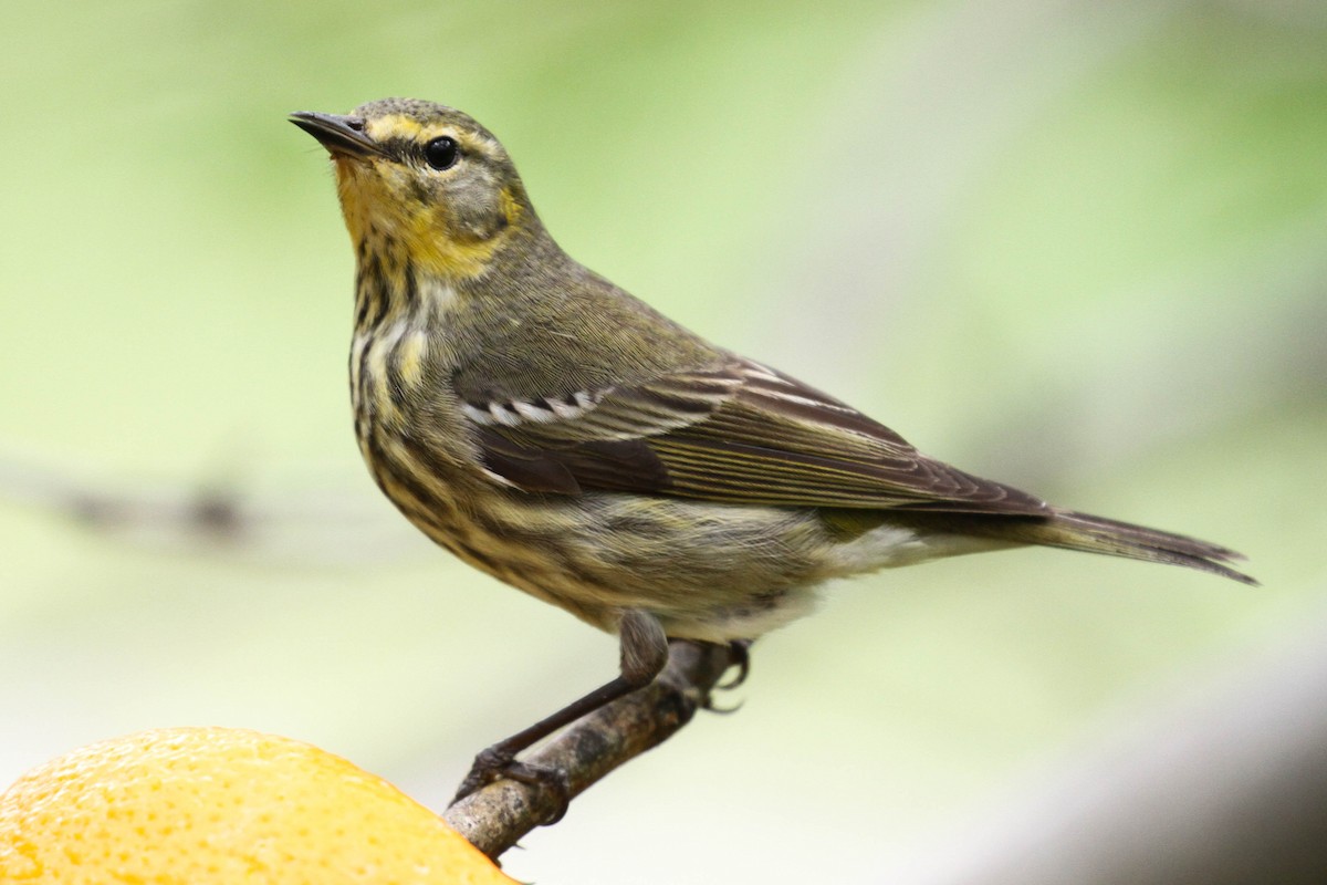 Cape May Warbler - ML220405401