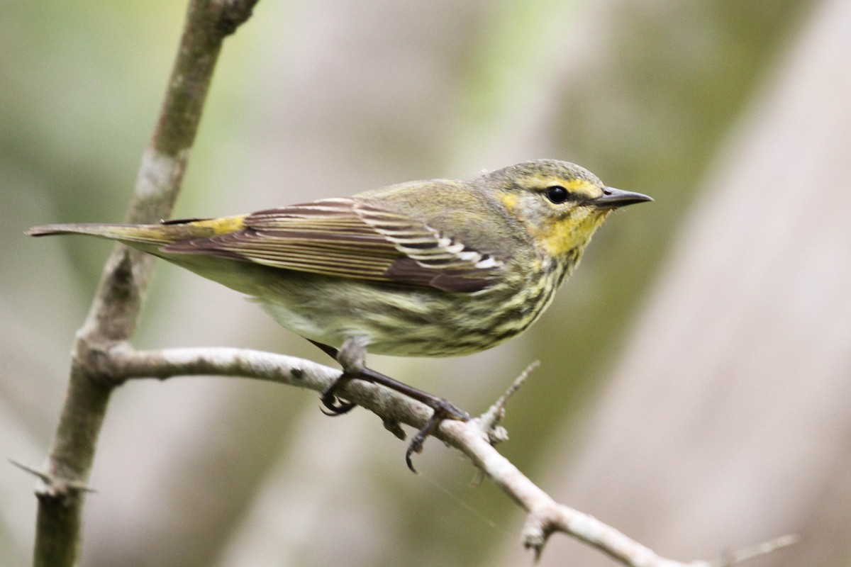 Cape May Warbler - ML220405411