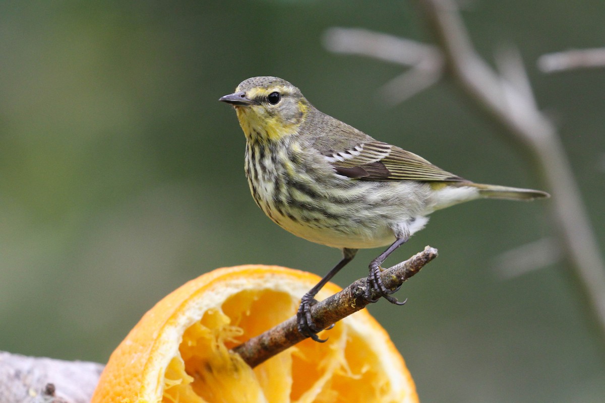 Cape May Warbler - ML220405471
