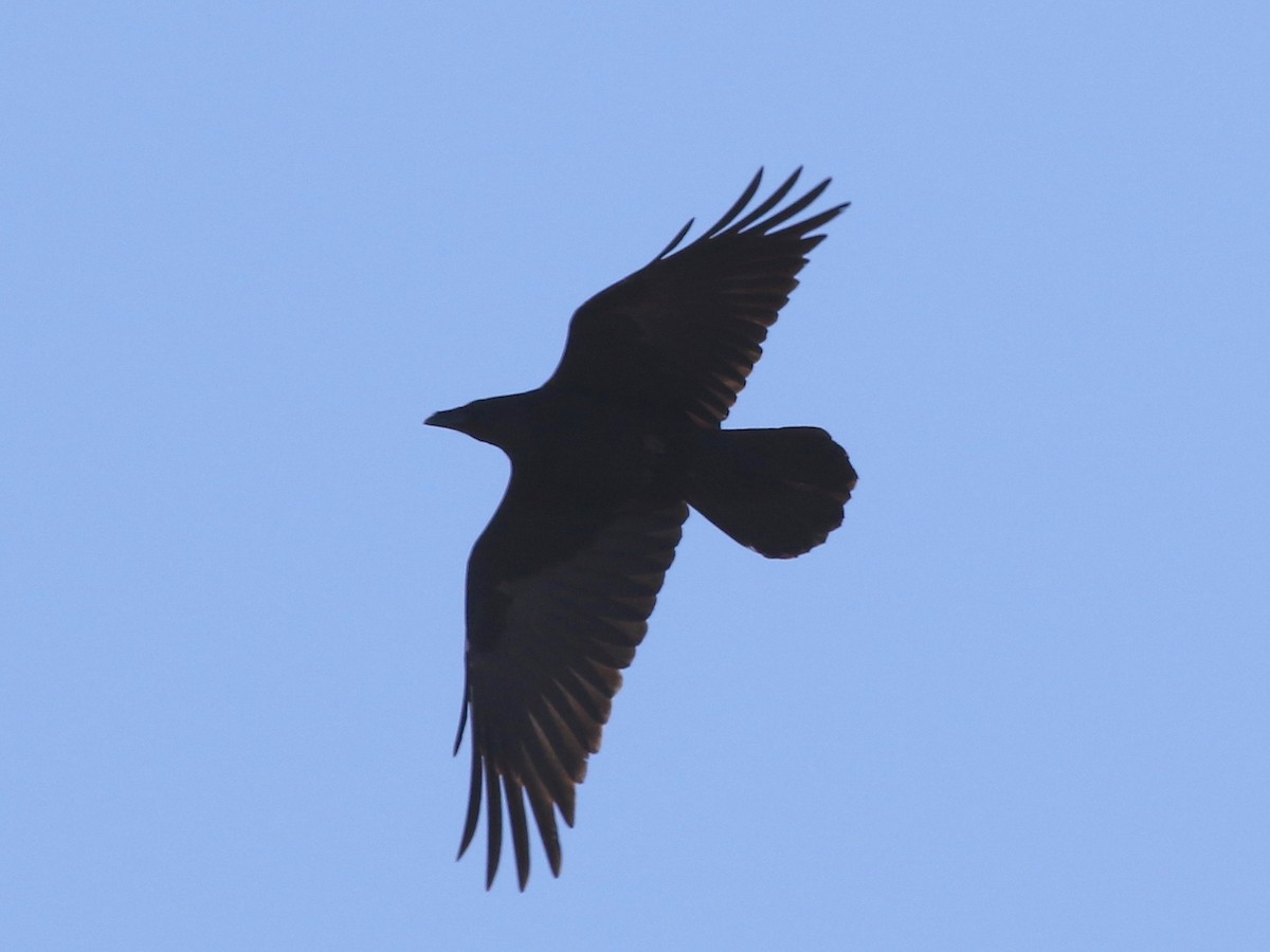 Chihuahuan Raven - ML22040581