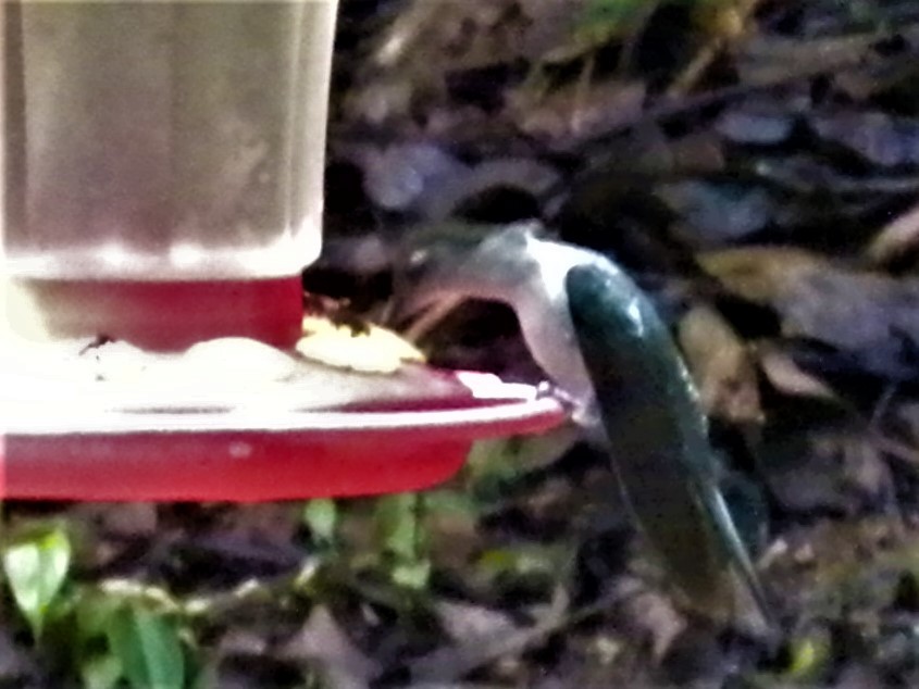 Gray-breasted Sabrewing - ML220406291