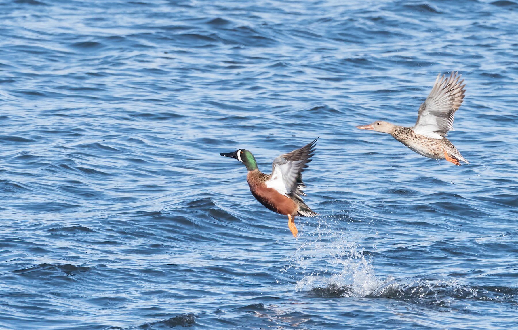 Cinnamon Teal X Northern Shoveler (hybrid) - EBird