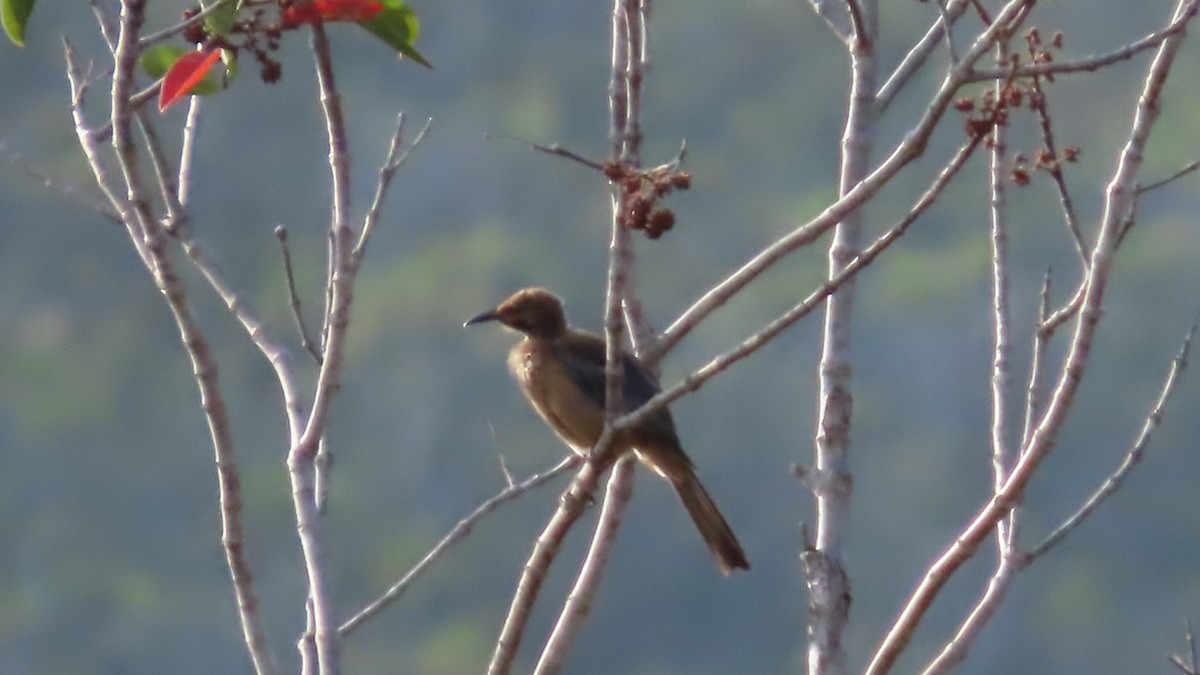New Caledonian Friarbird - ML220414591