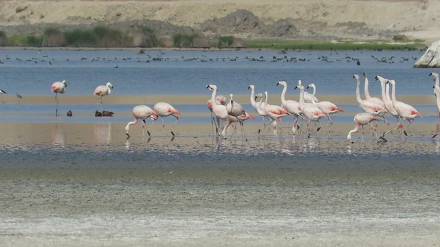 Chilean Flamingo - ML220415971