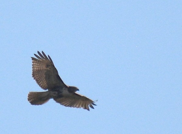 Red-tailed Hawk - Jay Wherley