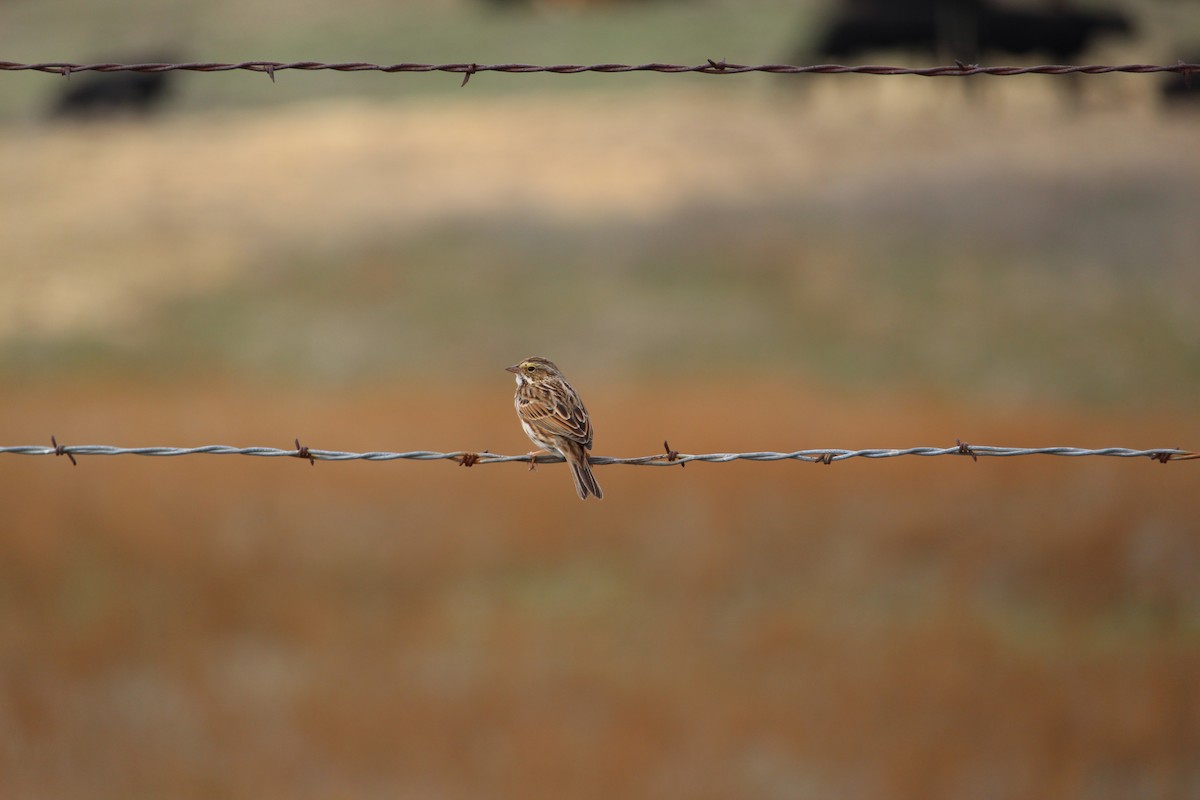 Savannah Sparrow - ML22041921