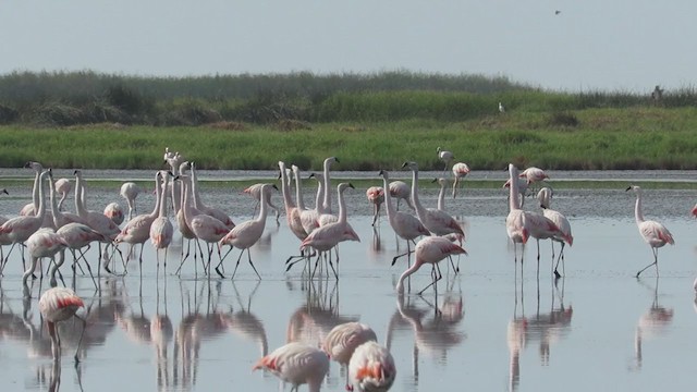 Chilean Flamingo - ML220420421