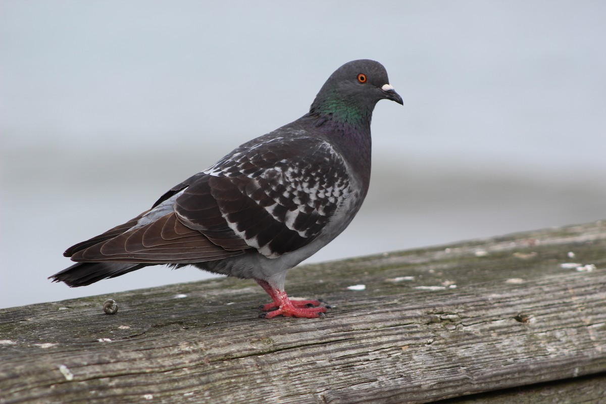 Rock Pigeon (Feral Pigeon) - Marie Chappell