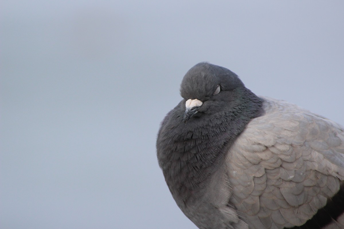 Rock Pigeon (Feral Pigeon) - ML22042211