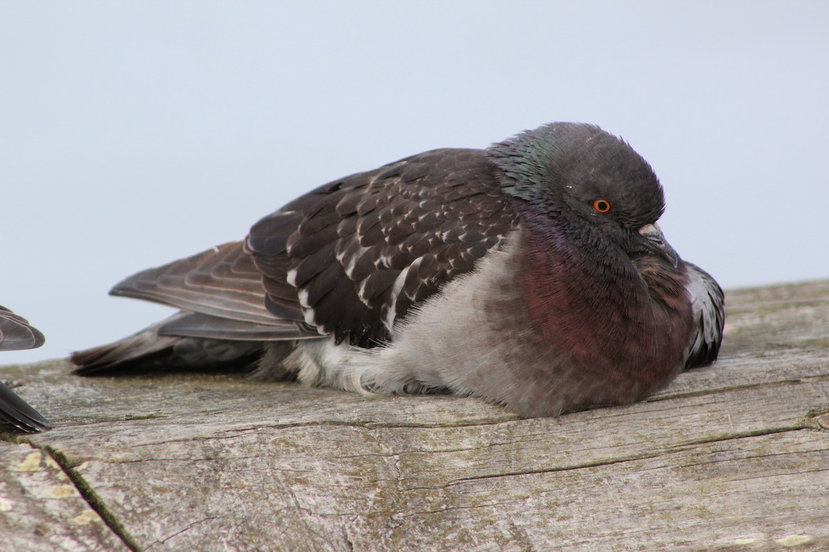 Rock Pigeon (Feral Pigeon) - ML22042221