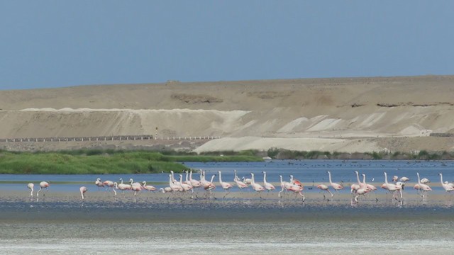 Chilean Flamingo - ML220425191
