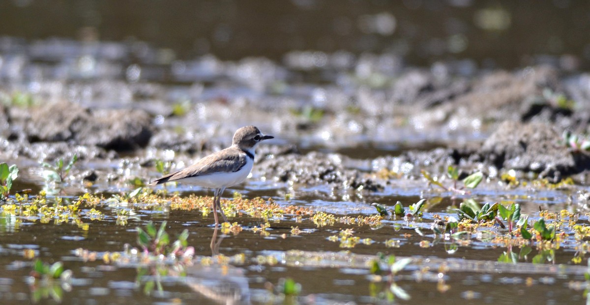 Collared Plover - ML220430841