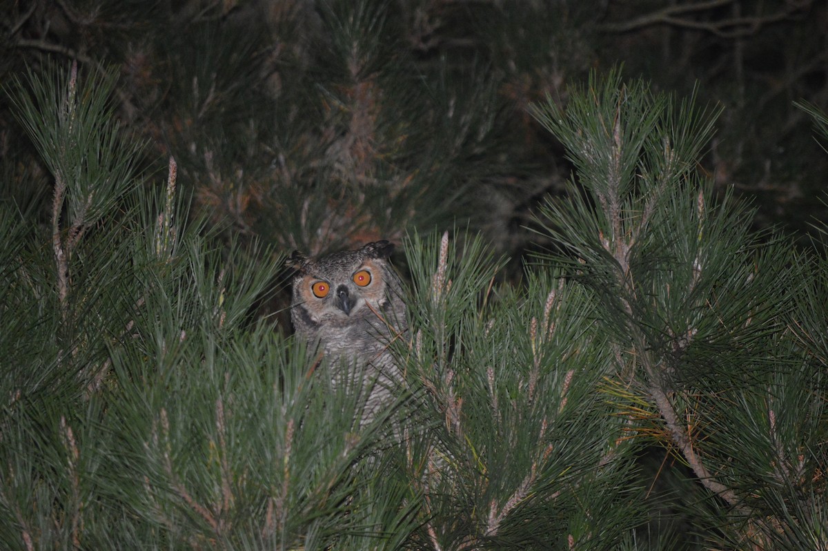 Great Horned Owl - ML220434431