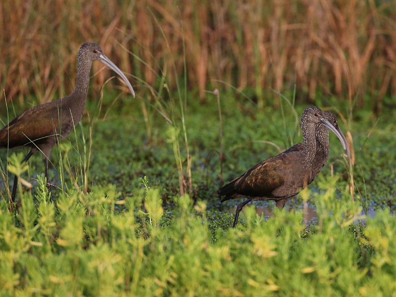 White-faced Ibis - Michael Walther