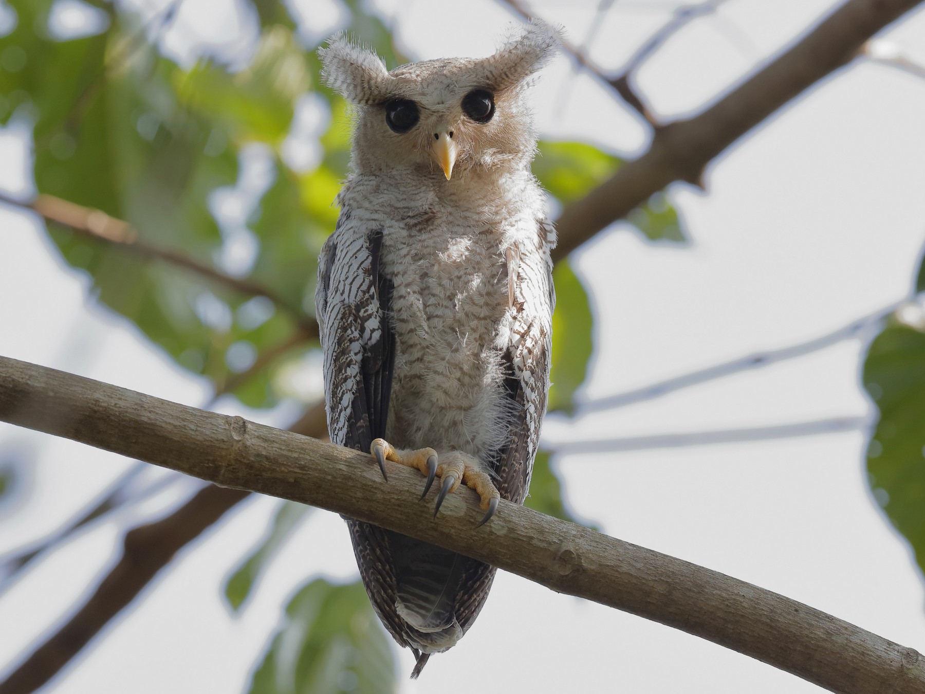 Barred Eagle-Owl - Holger Teichmann