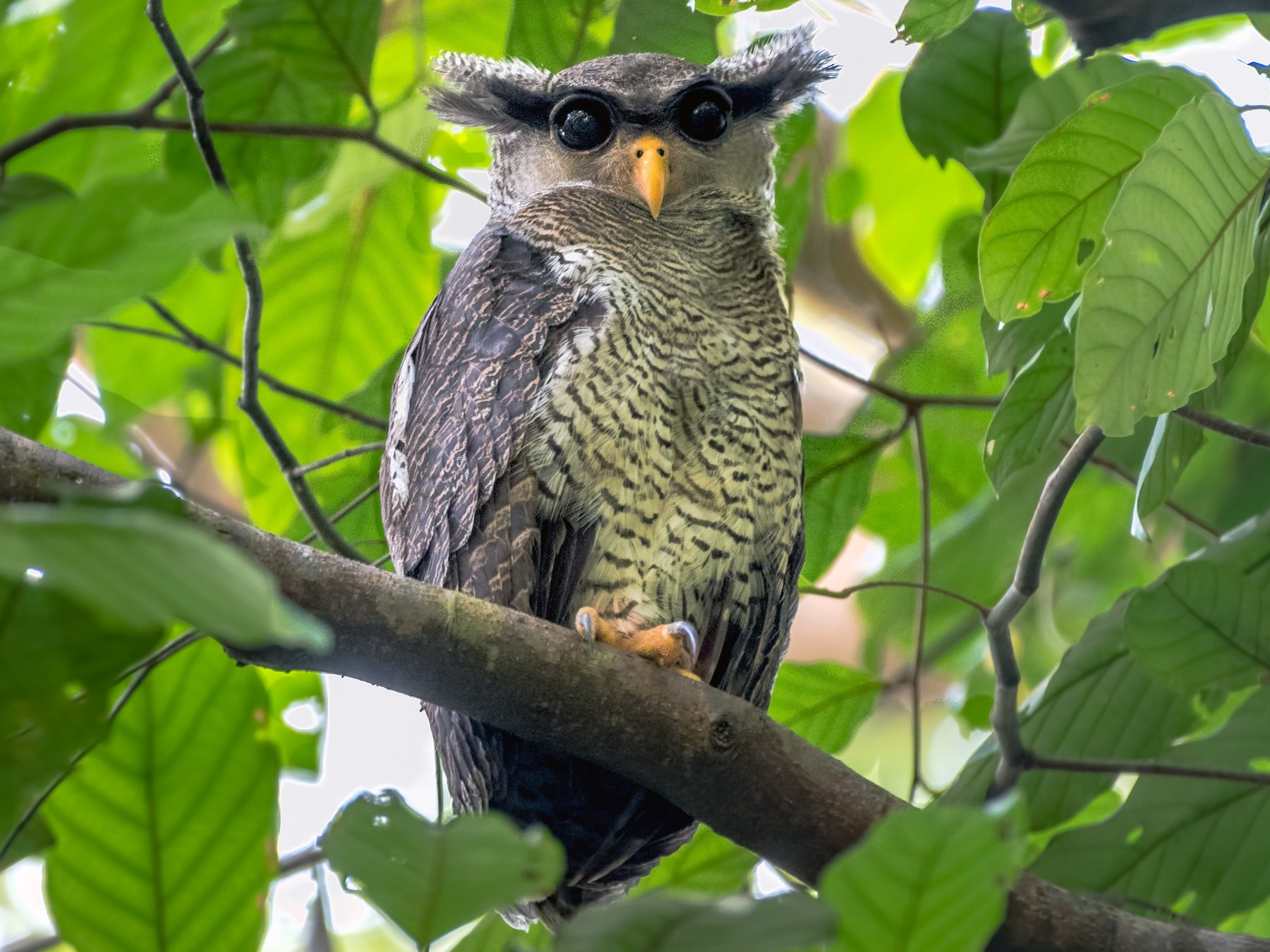 Barred Eagle-Owl - Hong Yao Lim