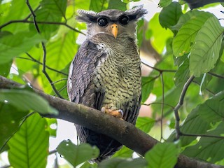  - Barred Eagle-Owl