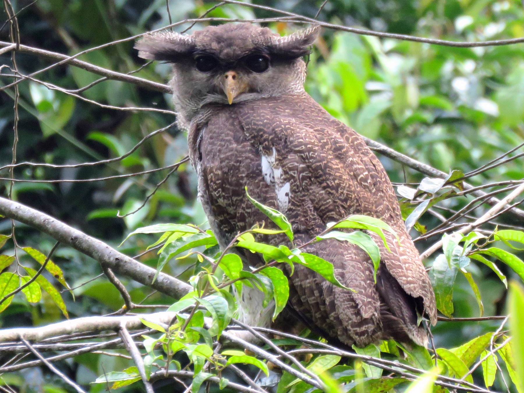 Barred Eagle-Owl - Timothy Forrester