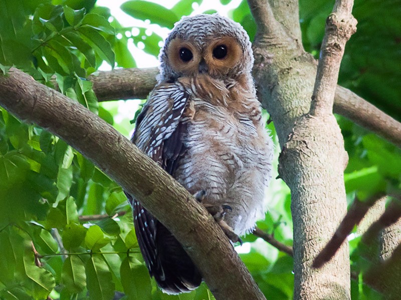 Spotted Wood-Owl - eBird