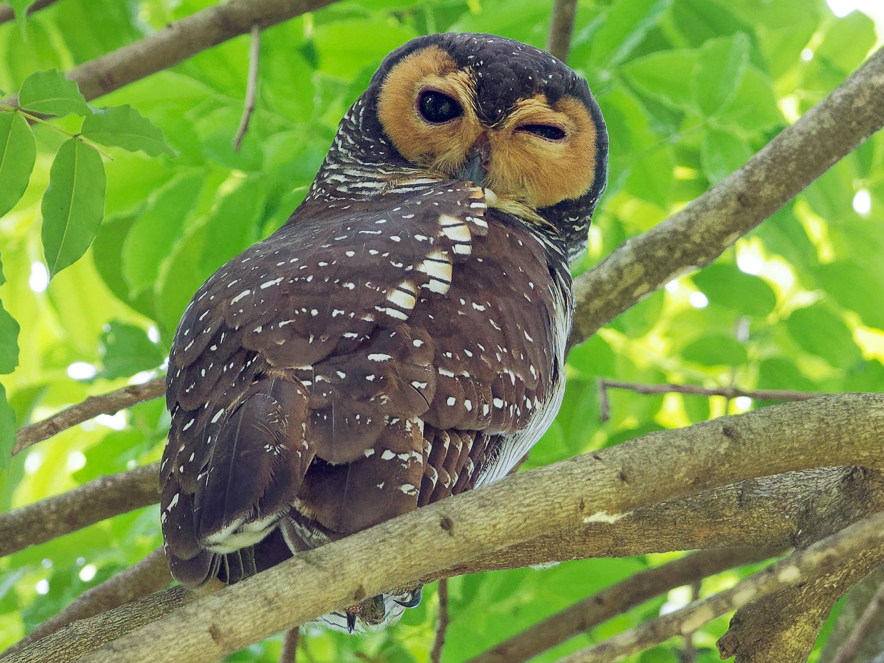 Spotted WoodOwl eBird
