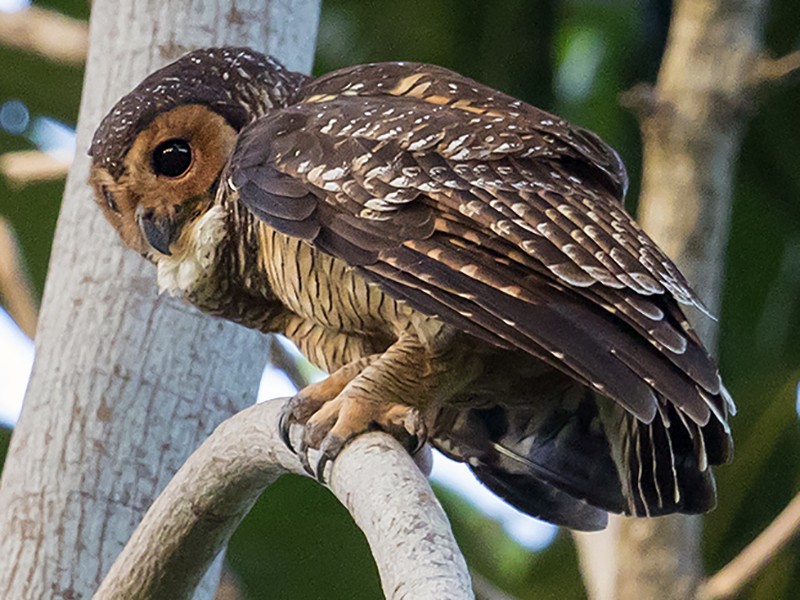 Spotted WoodOwl eBird