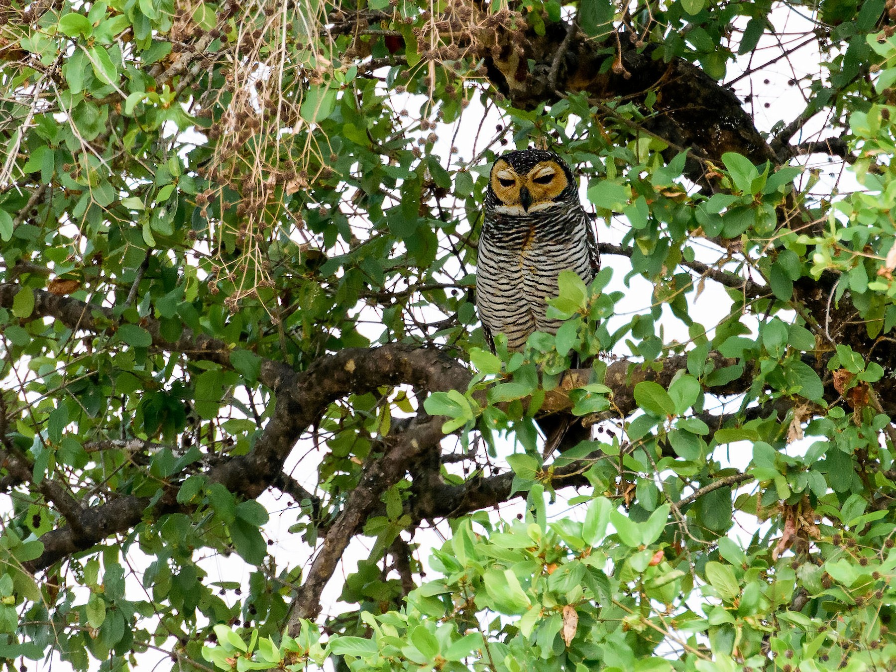 Spotted Wood-Owl - George Pagos