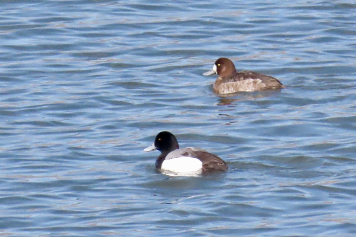 Greater Scaup - ML220445161