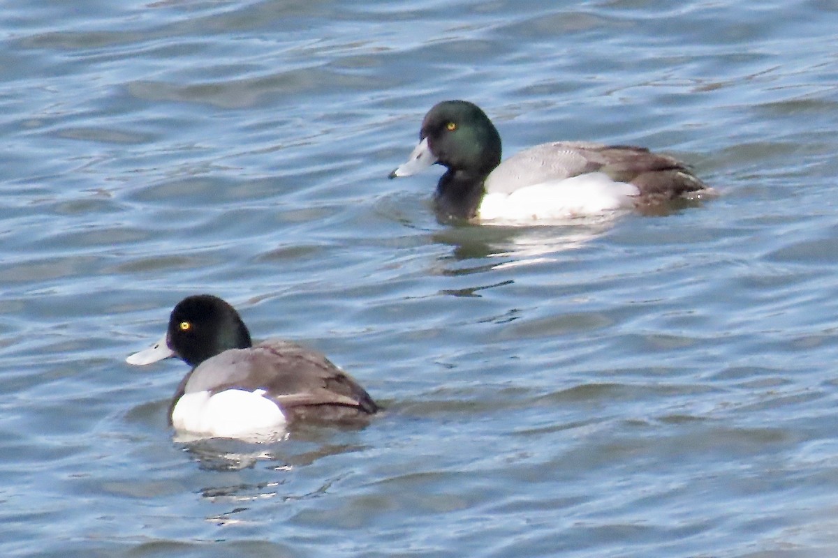Greater Scaup - ML220445171