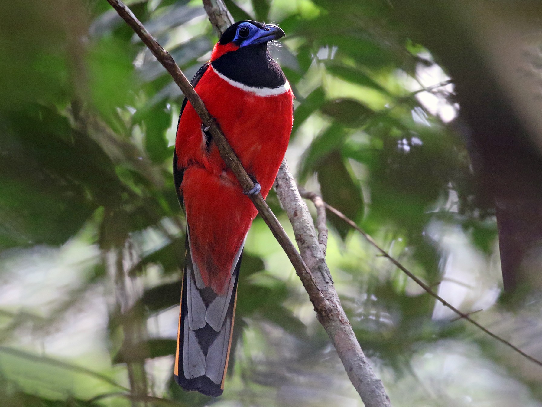 Red-naped Trogon - Dave Bakewell