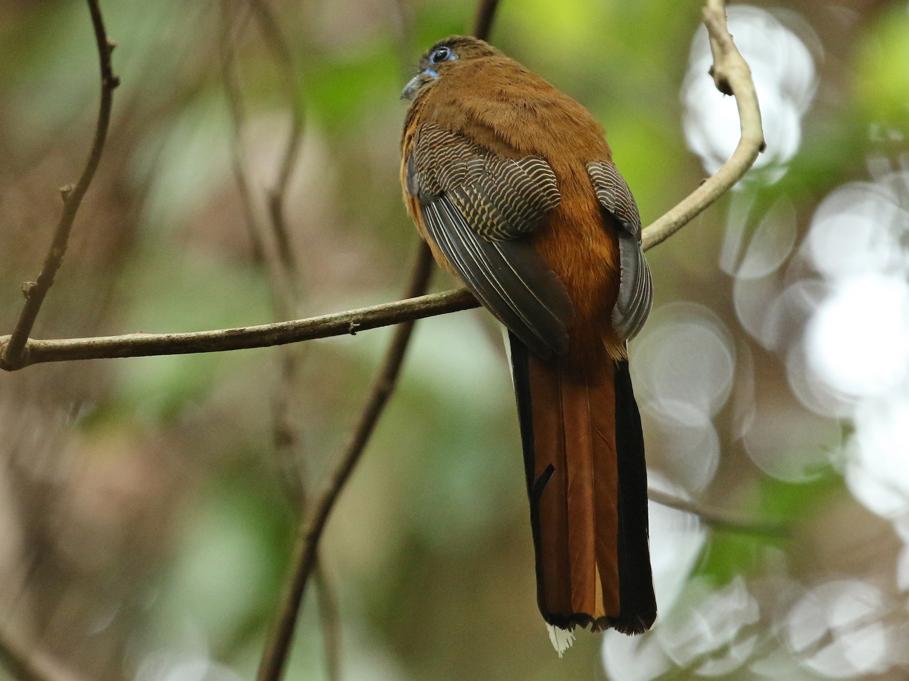 Red-naped Trogon - Anonymous
