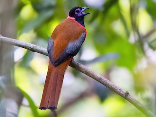 バラエリキヌバネドリ - eBird