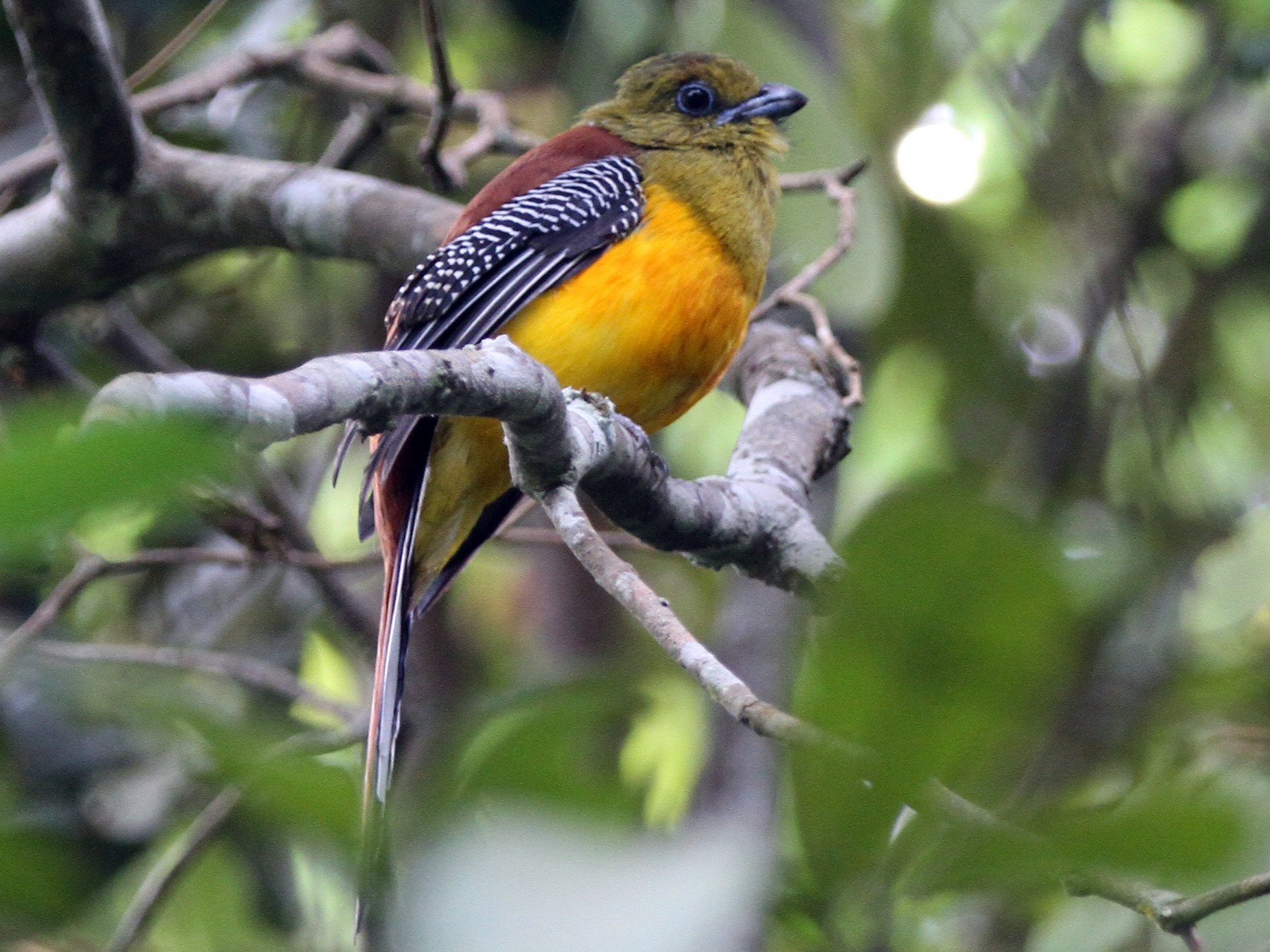 Orange-breasted Trogon - Christoph Moning