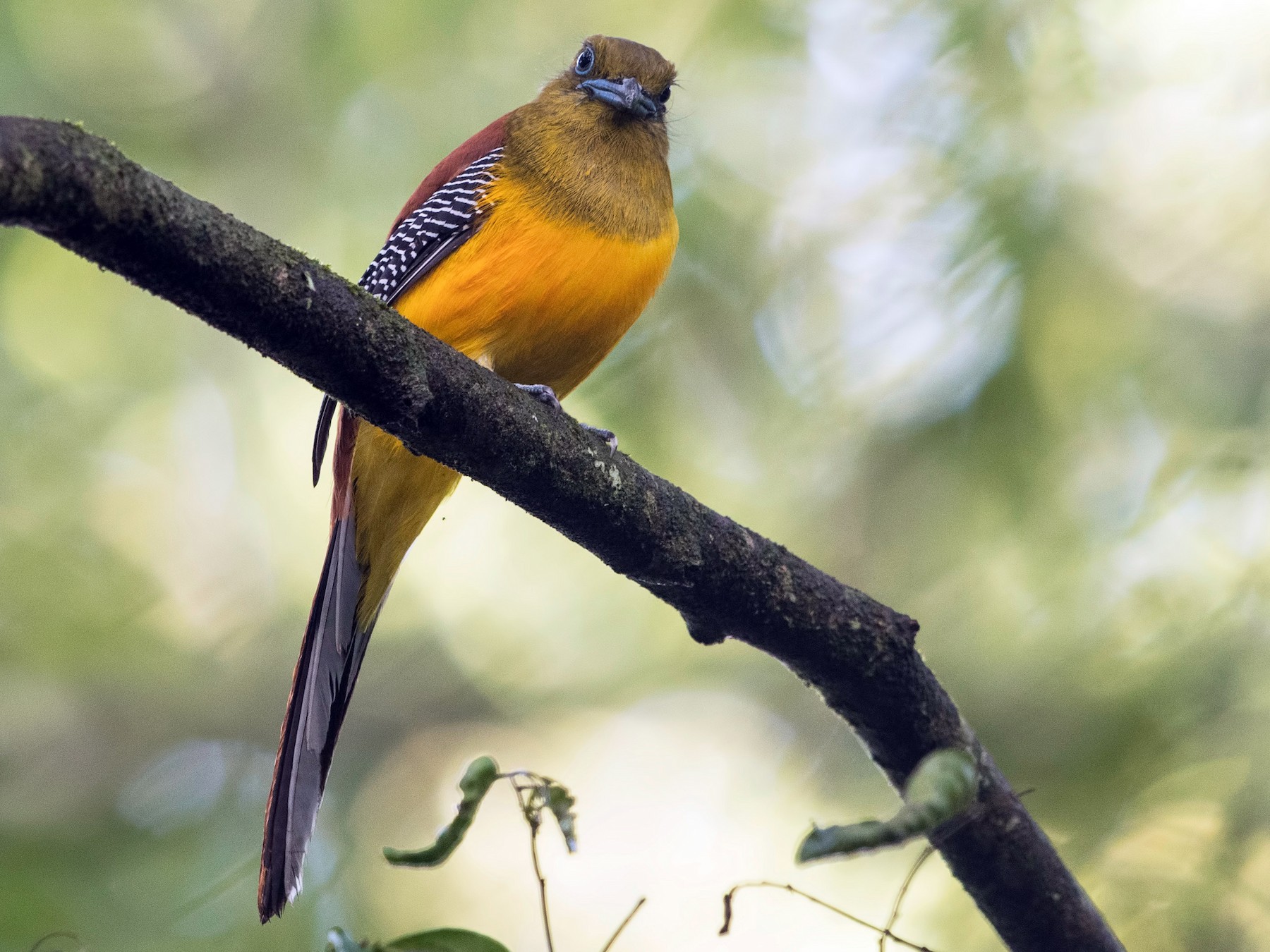 Orange-breasted Trogon - Wai Loon Wong