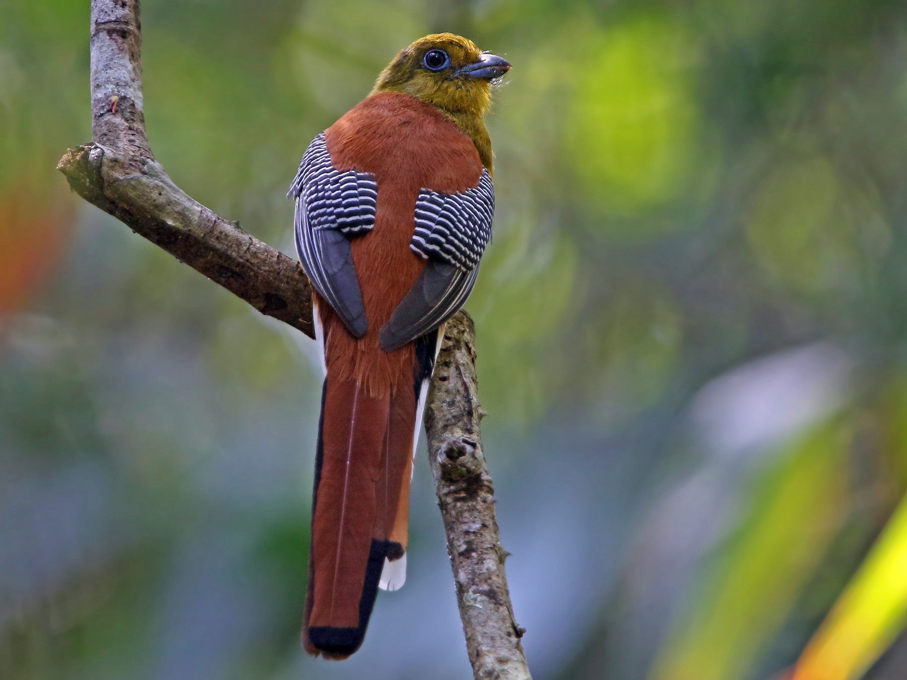 Orange-breasted Trogon - Christoph Moning