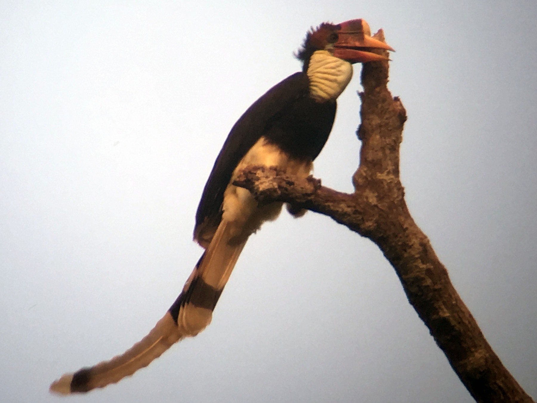 Helmeted Hornbill - Kenneth Kemphues