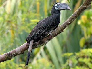 Bushy Crested Hornbill Anorrhinus Galeritus Birds Of The World