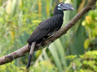  - Bushy-crested Hornbill