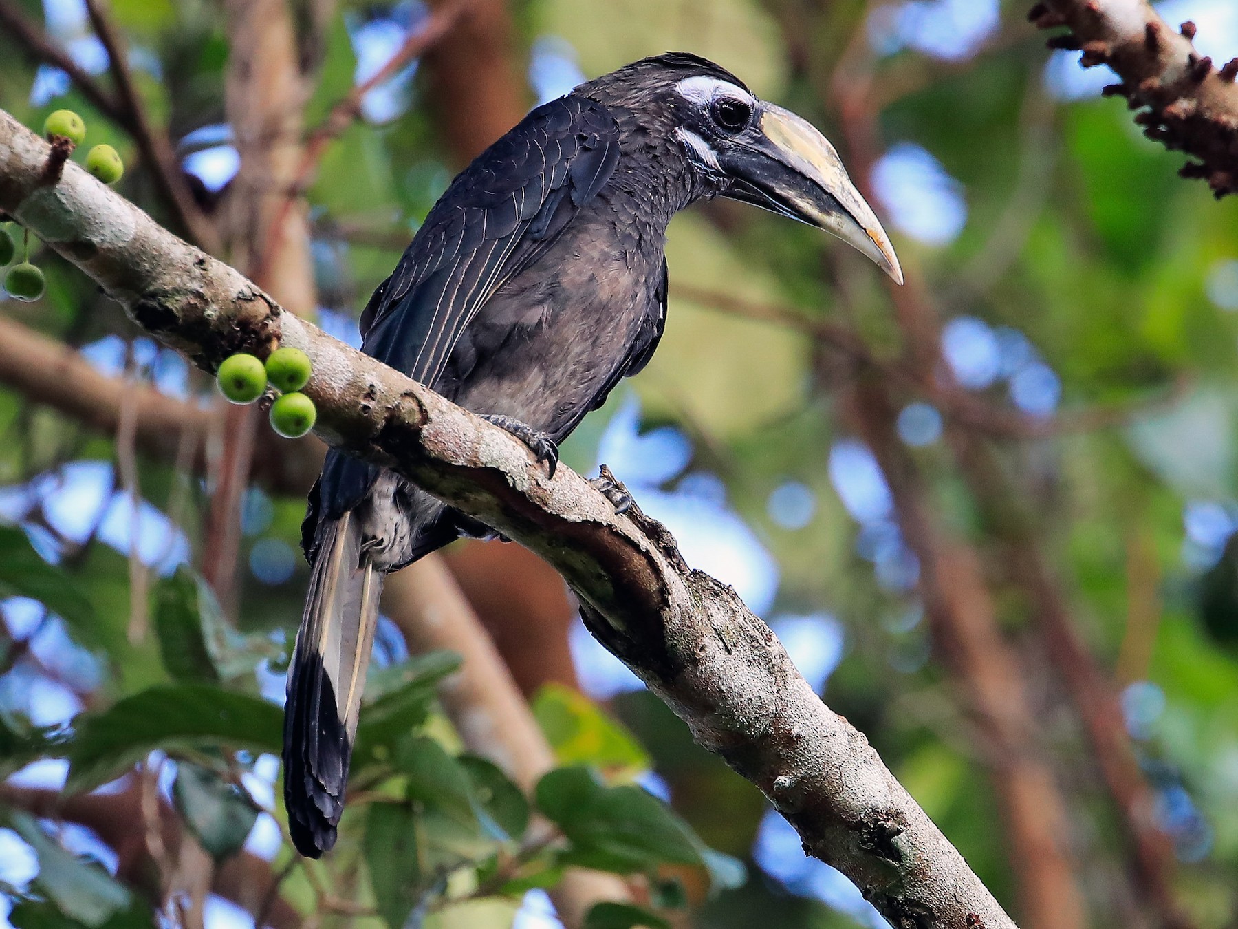 Bushy-crested Hornbill - Lefei Han