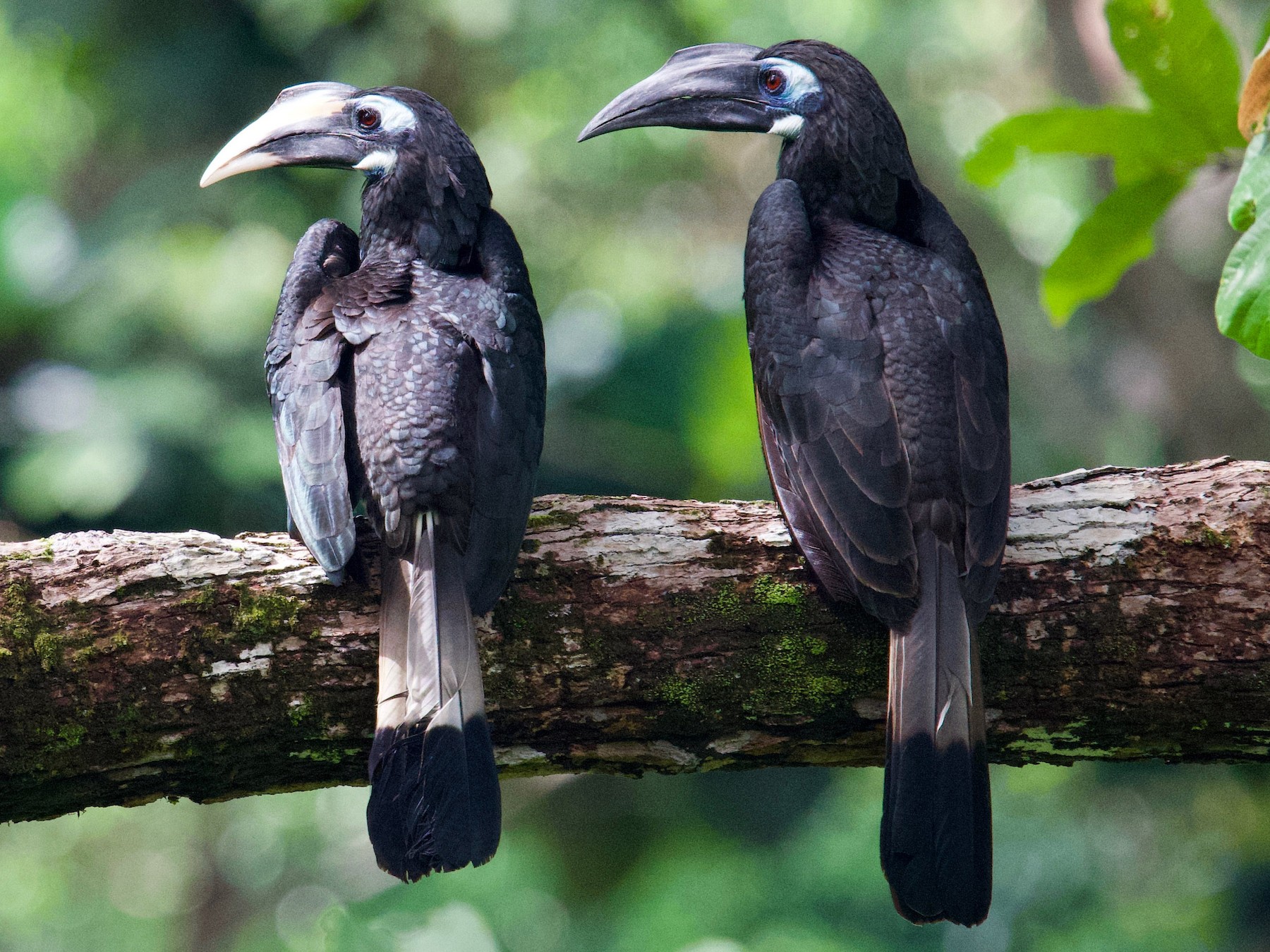 Bushy-crested Hornbill - Qin Huang