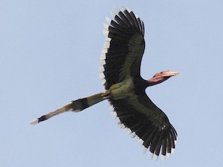 オナガサイチョウ - eBird