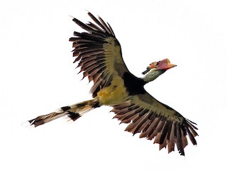 オナガサイチョウ - eBird