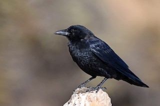American Crow