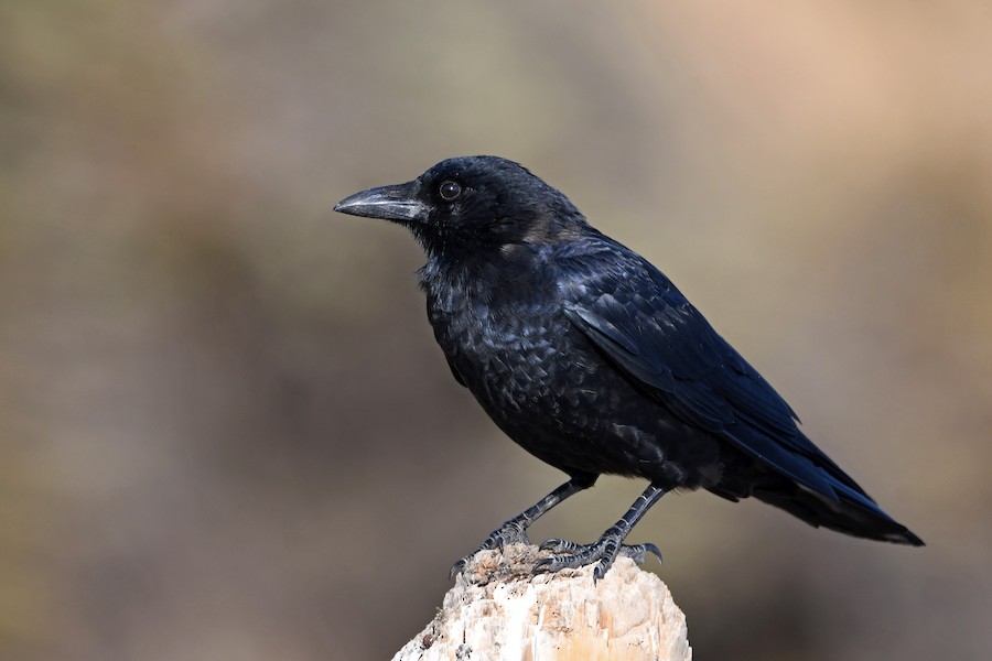 American Crow