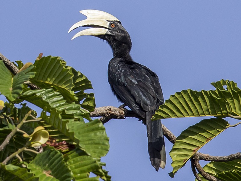 Black Hornbill - Matthew Kwan