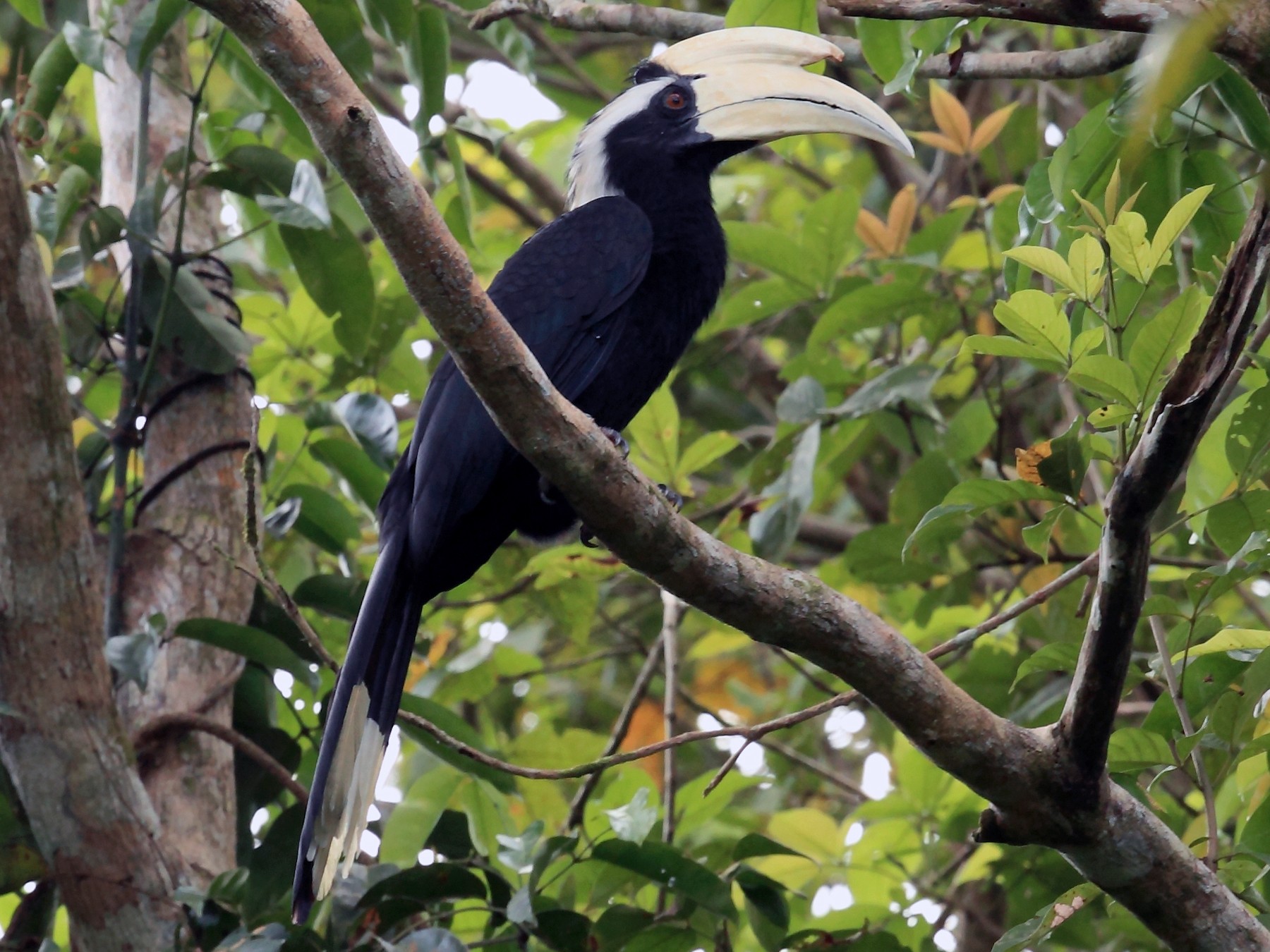 Black Hornbill - Nigel Voaden